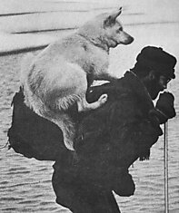 Участник экспедиции везет собаку на спине, чтобы она не отморозила лапы.