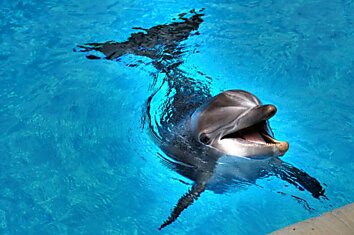 Учёные впервые записали разговор двух дельфинов, схожий с разговором двух людей