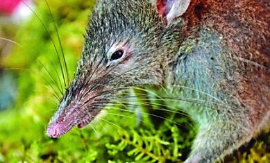 Беззубая крыса — единственный в мире грызун, неспособный грызть