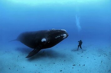 Язык синего кита весит больше, чем взрослый слон