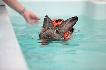 Водоплавающий кролик