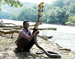 Индиец Вава Суреш спас 30 000 змей голыми руками