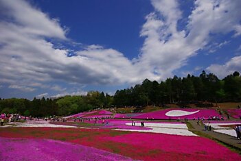 Цветочные красоты парка Hitsujiyama