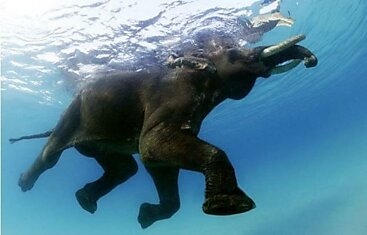 Последний плавающий слон Андаманских островов, Индия
