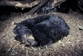 Что происходит с организмом медведя во время спячки? Комментарий специалиста