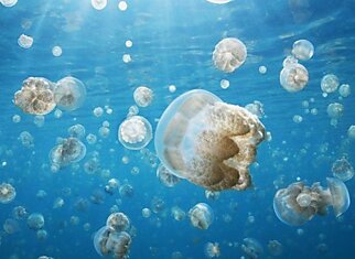 Почему медузы жалят своих жертв?