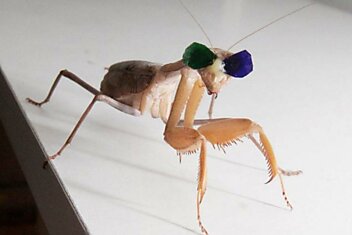 Богомолам надели 3D очки для доказательства существования у насекомых стереоскопического зрения