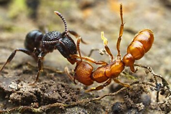 Кто есть враг для муравья