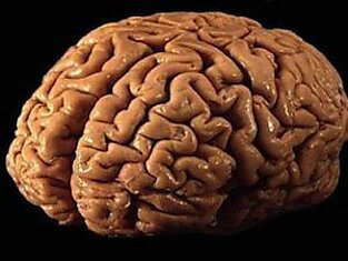 10 фактов об устройстве мозга