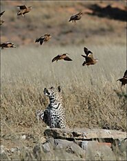 Южноафриканский леопард ловит рябков