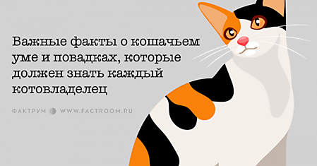 Важные факты о кошачьем уме и повадках, которые должен знать каждый котовладелец