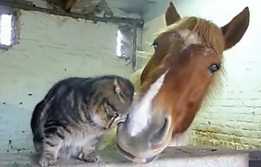 Необычная нежная дружба лошади и кота+видео