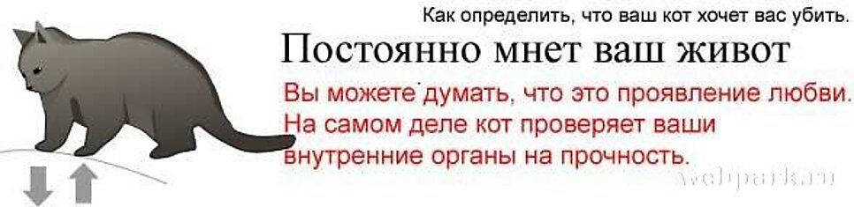 Как определить что кошка хочет вас убить (8 правил)