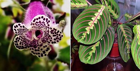 9 экзотических комнатных растений, от которых просто невозможно отвести взгляд.