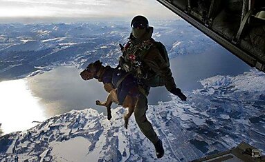 Собаки парашютисты