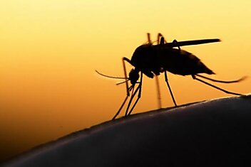 Список отгоняющих комаров от участка растений