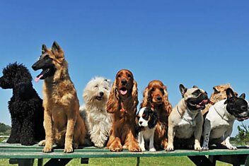 Самые красивые и грациозные породы собак, которые чаще всего занимают первые места на выставках