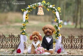 Собачья свадьба. Позитив