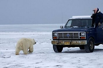 Вежливый гость захотел погреться в кузове авто