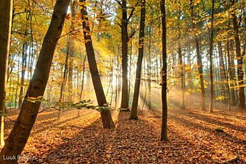 Солнечный лес Люка Белгерса (19 фото)