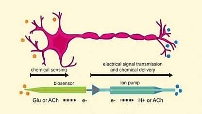 Шведские учёные создали искусственный нейрон, способный общаться с живыми нейронами