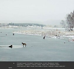 Чудесное спасение собаки (7 фото)