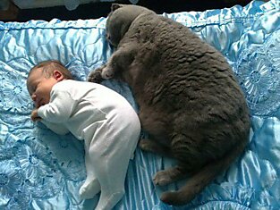 Детство - это когда кот старше тебя. Раннее детство - это когда кот ещё и жирнее тебя.