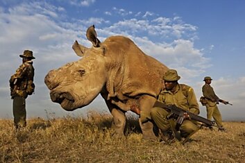 Группа по борьбе с браконьерством охраняет северного белого носорога в заповеднике Ol Pejeta в Кении.