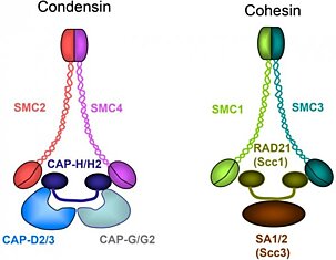 Исследователи обнаружили новые важные функции белков Cohesin