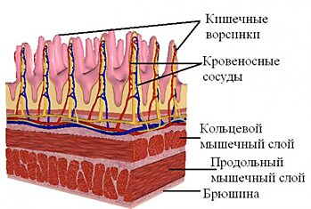 Твоё тело похоже на машину