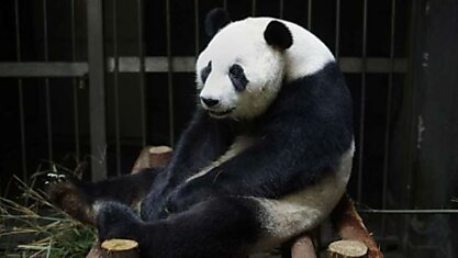 Гигантская панда притворилась беременной, чтобы получать больше внимания, фруктов и булочек