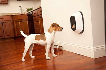 Видеотелефон для домашних животных