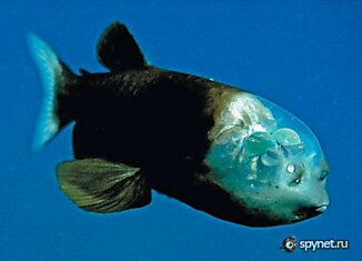 Рыба с прозрачной головой - Macropinna microstoma