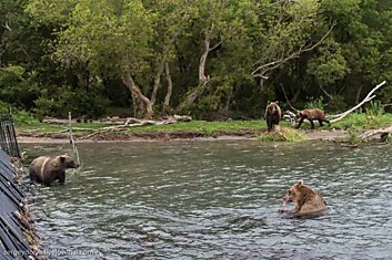 Медвежья рыбалка в Камчатском заповеднике