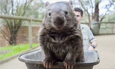 Самый старый Вомбат обитает в  Ballarat Wildlife Park, Австралия.