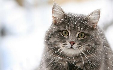 Зима - кошки торжествуют!
