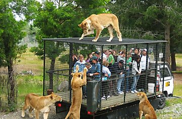 Туристы наблюдают за кормлением львов в парке для диких животных Orana