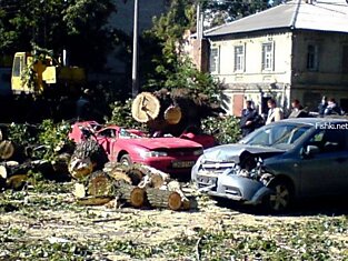 В Днепропетровске дерево убило водителя