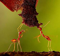 Развитие личностных качеств у муравьёв формирует среда обитания