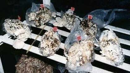 Ученые разработали технологию выращивания грибов на использованных одноразовых подгузниках