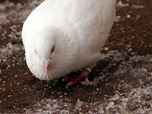 В Нью-Йорке началась война с голубями