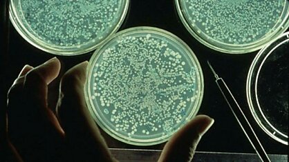 Бактерии и вирусы меняют свой генетический код