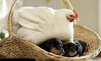 Курица, которая воспитывает щенков ротвейлера
