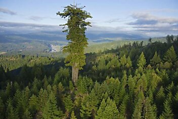 10 высочайших деревьев планеты (10 фотографий)