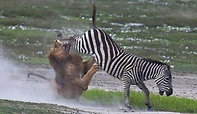 Лев и зебра (4 фото)
