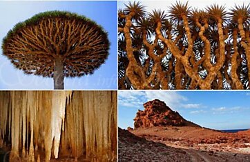 Остров Socotra - родина инопланетян (15 фотографий)