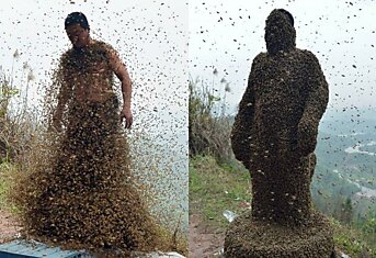 460000 тысяч пчел на теле пчеловода