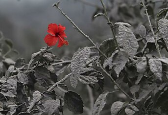 Цветок гибискуса под вулканическим пеплом