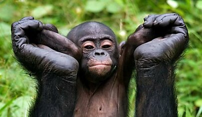 Учёные расшифровали значение 66 жестов в языке шимпанзе