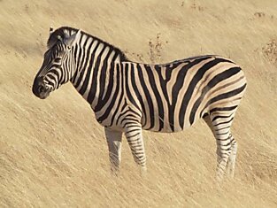 Ученые установили почему зебра полосатая